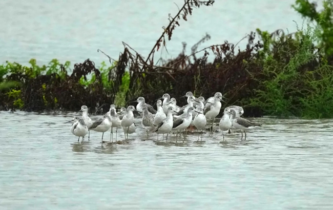 成群的候鳥。閩江河口濕地保護(hù)區(qū)管理處供圖