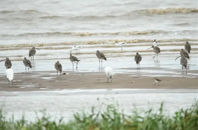 近日抵達(dá)閩江河口濕地的白腰杓鷸（灰色）。閩江河口濕地保護(hù)區(qū)管理處供圖