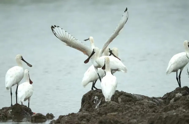 定居閩江河口濕地的黑臉琵鷺。閩江河口濕地保護(hù)區(qū)管理處供圖