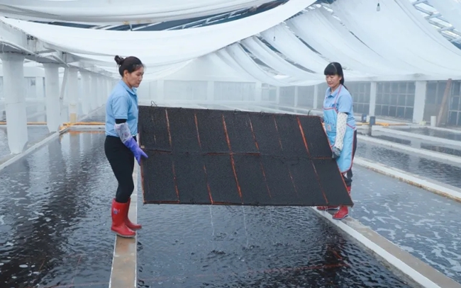 工人撈起苗板，準(zhǔn)備打包。吳其法攝