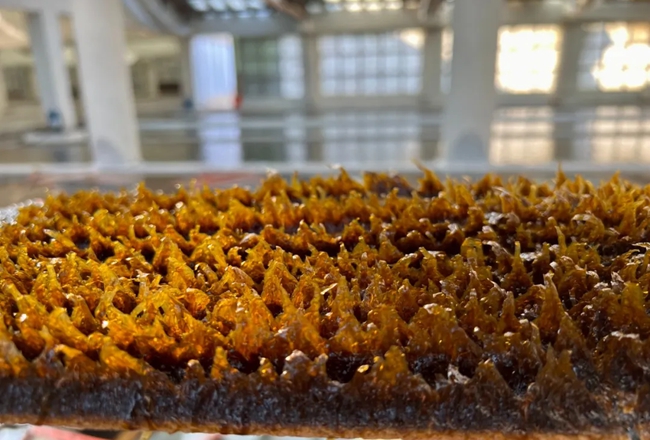 海帶苗。吳其法攝