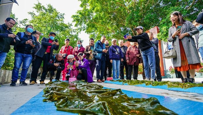 “黃官1號(hào)”成品海帶。鄭成樂(lè)攝