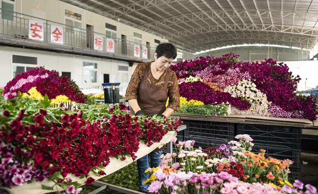 在福建盛周花卉產(chǎn)業(yè)發(fā)展有限公司內(nèi)工人忙著包裝多頭小菊。林平攝