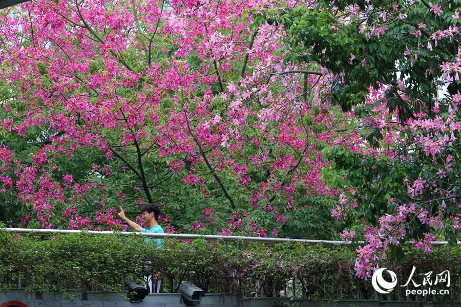 在廈門仙岳路天橋，過往市民徜徉于花海之間。人民網(wǎng)記者 陳博攝