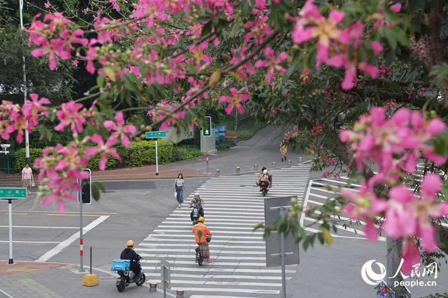 廈門興山路路口的“美人樹”花枝招展。人民網(wǎng)記者 陳博攝