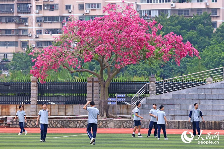 綠茵場旁，美麗異木棉傘狀的樹冠開滿粉花，引人駐足觀賞。人民網(wǎng)記者 陳博攝