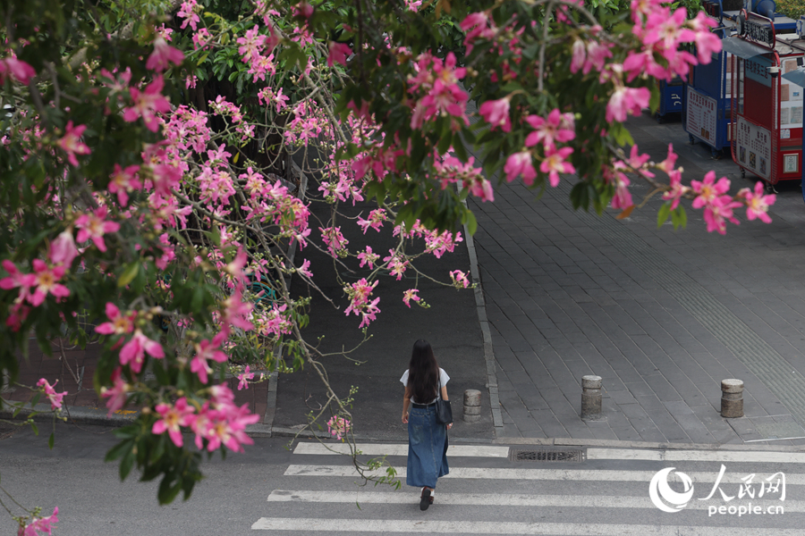 廈門街頭巷尾都能見到“美人樹”的身影。人民網(wǎng)記者 陳博攝