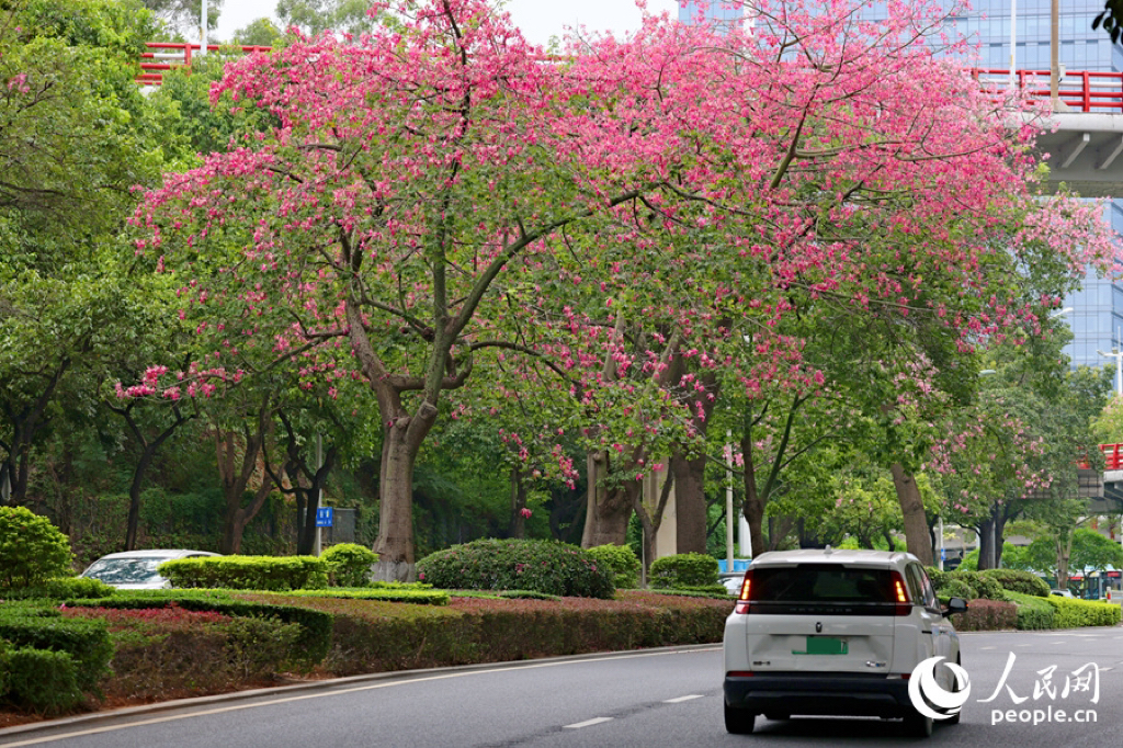 在廈門仙岳路上，“美人樹”開花遠(yuǎn)觀燦若煙霞。人民網(wǎng)記者 陳博攝