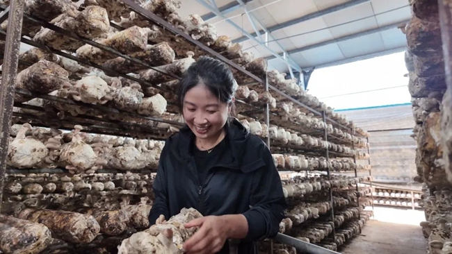 檢查菌棒上香菇的生長情況