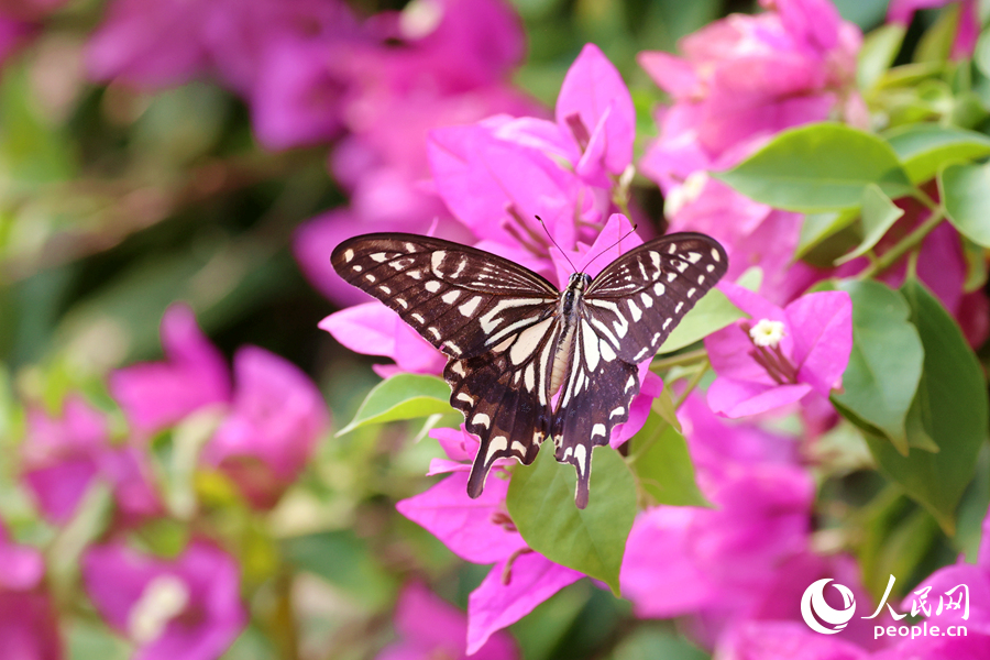 蝴蝶在三角梅枝頭展翅。人民網(wǎng)記者 陳博攝