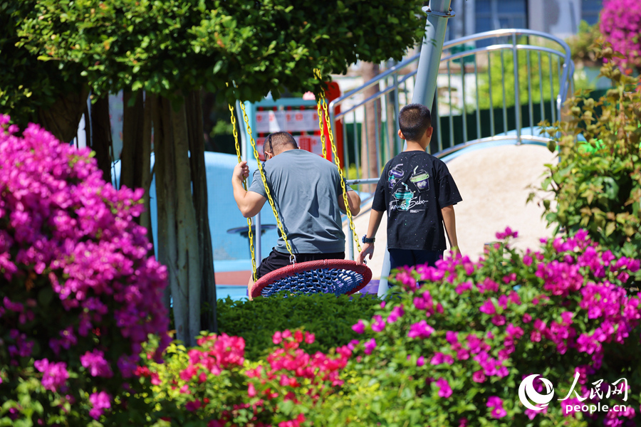 在三角梅花海中蕩秋千的父子倆。人民網(wǎng)記者 陳博攝