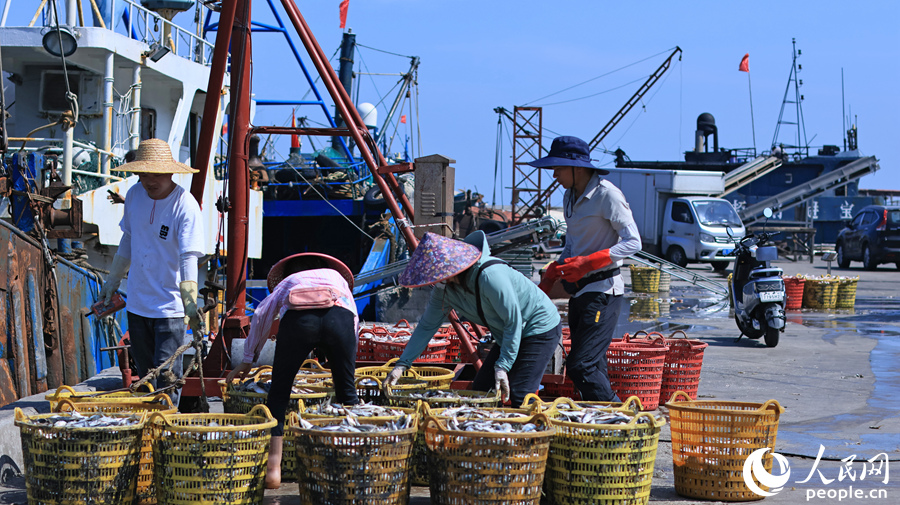 1.在福建省漳州市東山縣澳角村，漁民忙著搬運(yùn)從海里捕撈上來的海鮮。人民網(wǎng) 李昌乾攝