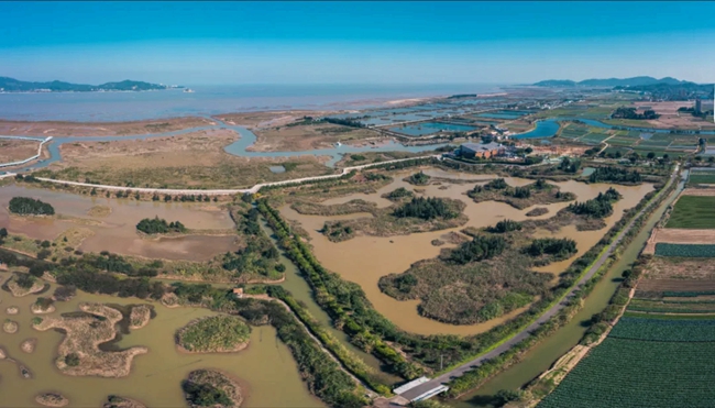 閩江口濕地。陳銘清攝
