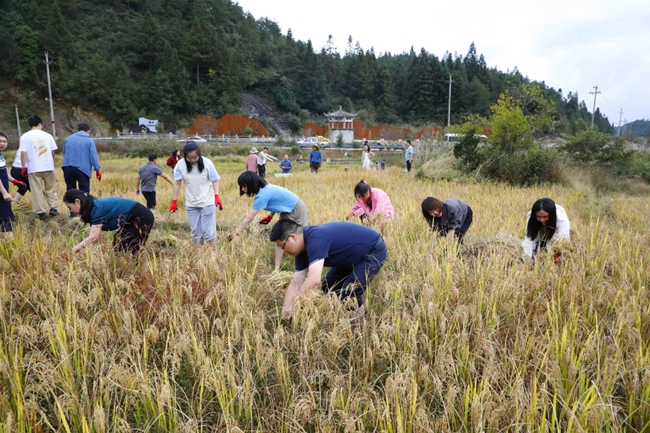 黨員干部在田間割稻，體驗勞動