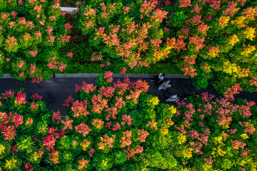 在廈門同安濱海浪漫線，色彩艷麗的欒樹美不勝收。胡康強(qiáng)攝