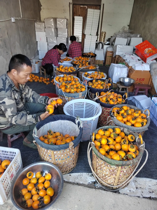 果農(nóng)按照品質(zhì)、大小分揀炮彈柿