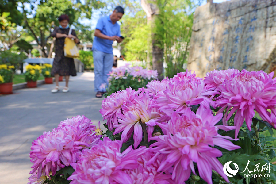 道路旁的紫云菊引人駐足觀賞。人民網記者 陳博攝