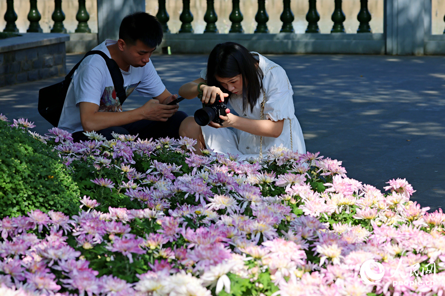 攝影愛好者在花境旁拍照。人民網記者 陳博攝