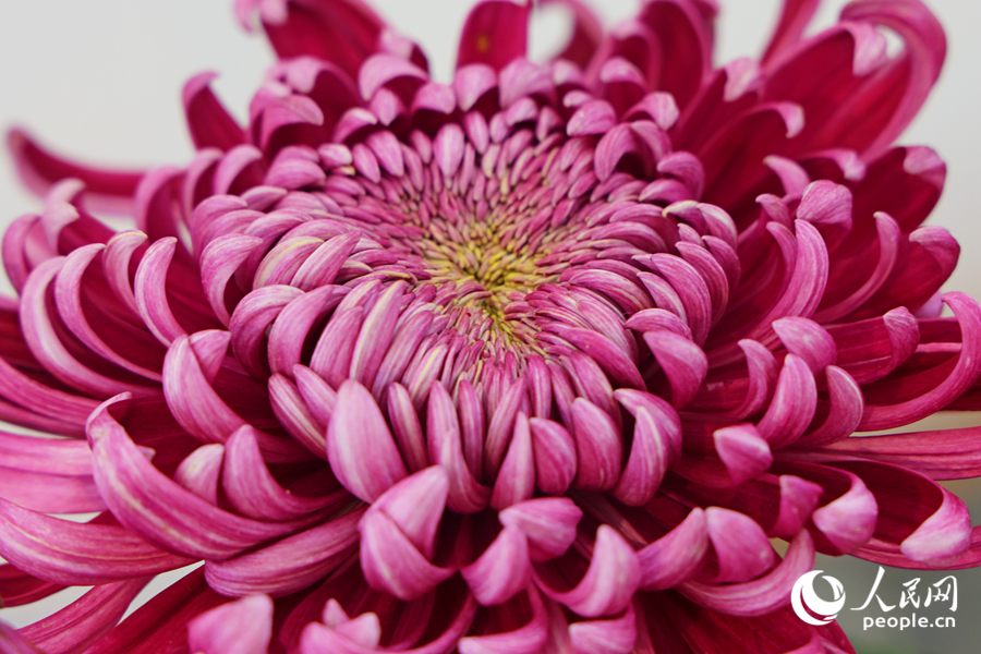 菊花層層疊疊的花瓣猶如火焰一般艷麗。人民網記者 陳博攝