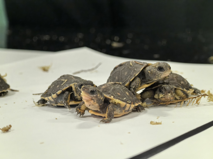 近日，廈門海關(guān)在入境旅客行李中查獲一批卡羅萊納箱龜。廈門海關(guān)供圖