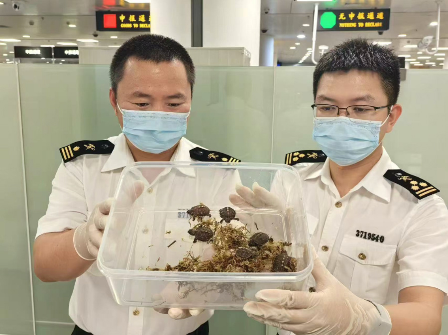 查獲的6只卡羅萊納箱龜。廈門海關(guān)供圖