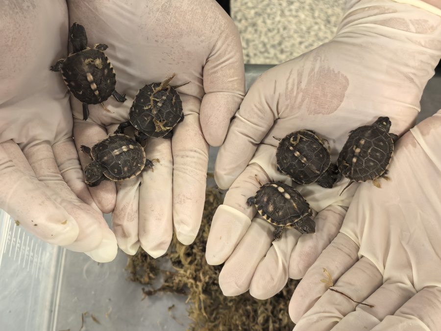 卡羅萊納箱龜屬于外來物種。廈門海關(guān)供圖