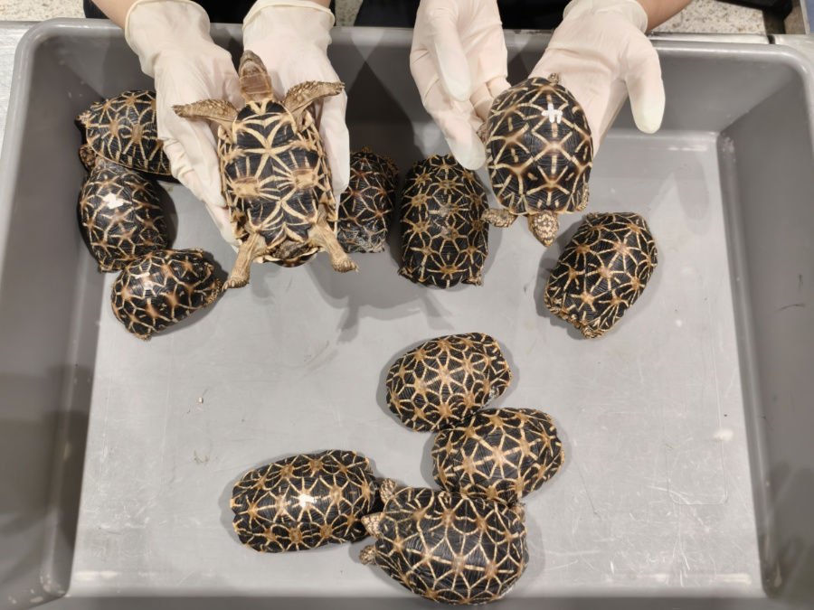 廈門(mén)海關(guān)查獲12只印度星龜。游娟攝