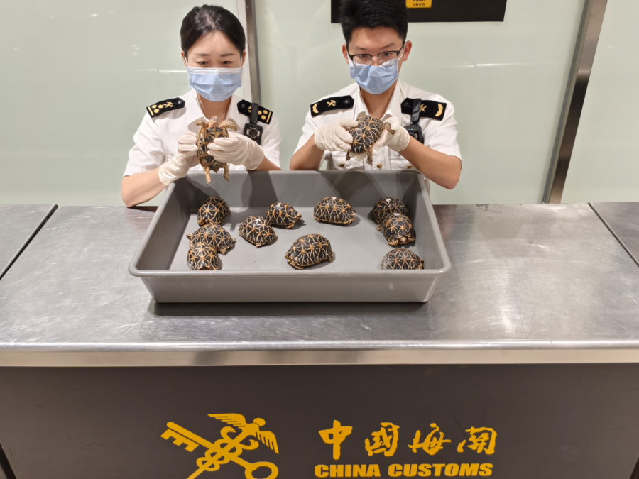 海關(guān)關(guān)員對(duì)活體龜進(jìn)行查驗(yàn)。游娟攝