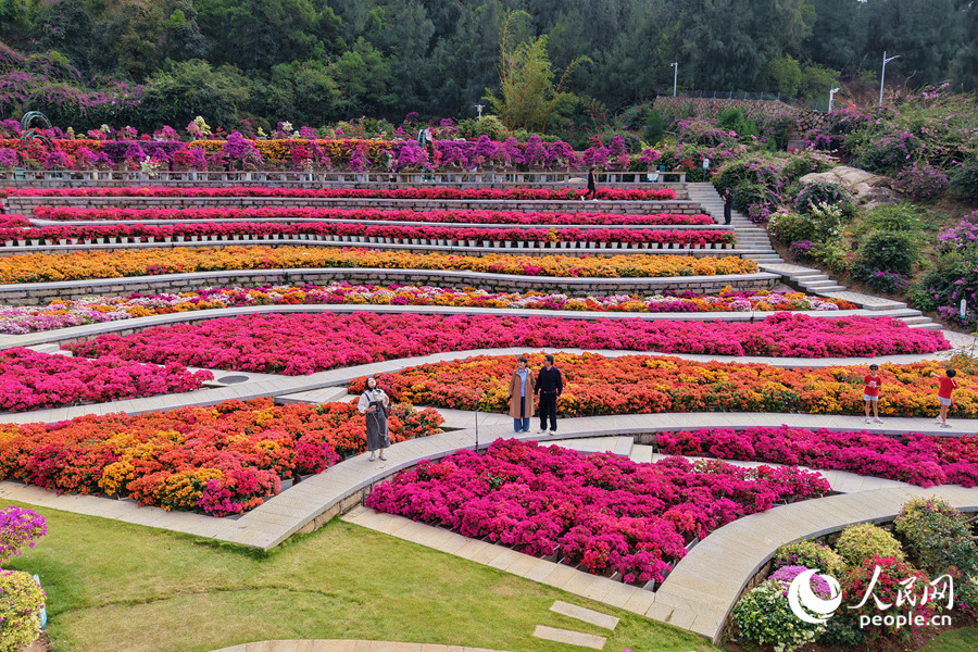 三角梅彩虹梯田美不勝收。人民網(wǎng)記者 陳博攝
