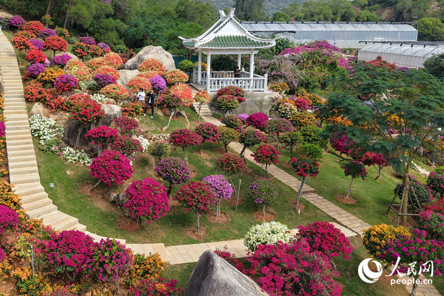品種各異的三角梅依山勢(shì)錯(cuò)落生長(zhǎng)。人民網(wǎng)記者 陳博攝
