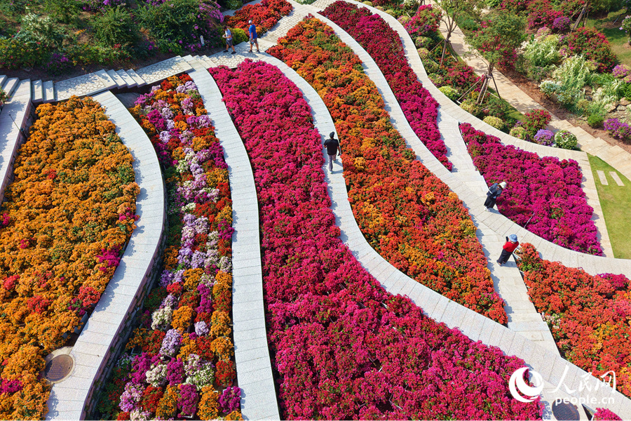 市民游客在花海中漫步。人民網(wǎng)記者 陳博攝
