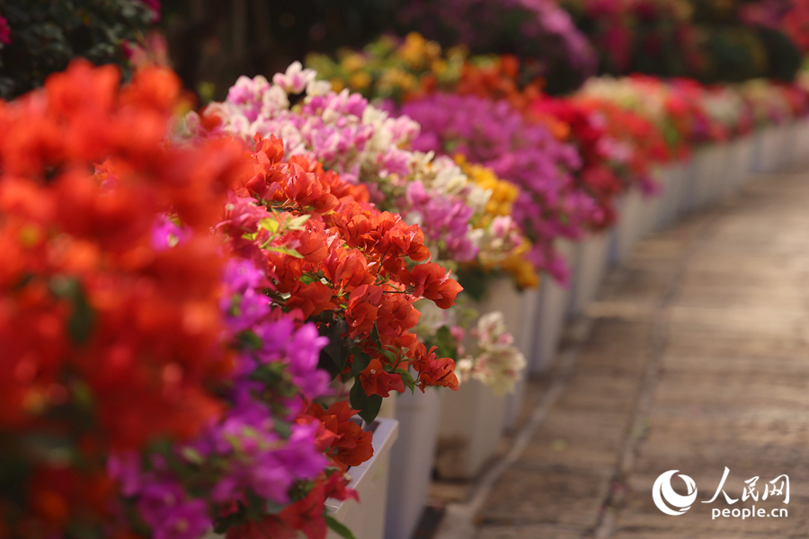 各色三角梅夾道競(jìng)相綻放。人民網(wǎng)記者 陳博攝