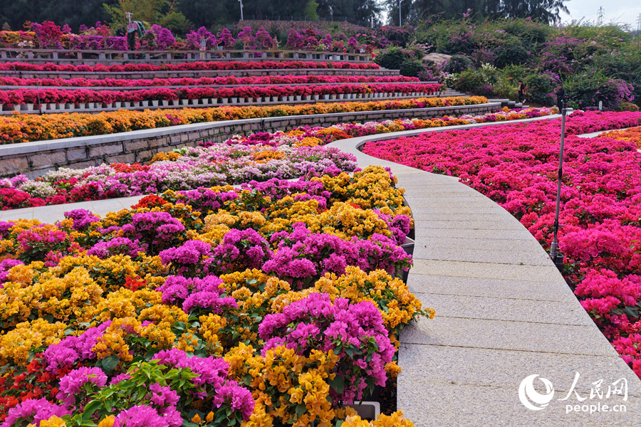 陽(yáng)光下的三角梅顯得格外嬌艷。人民網(wǎng)記者 陳博攝