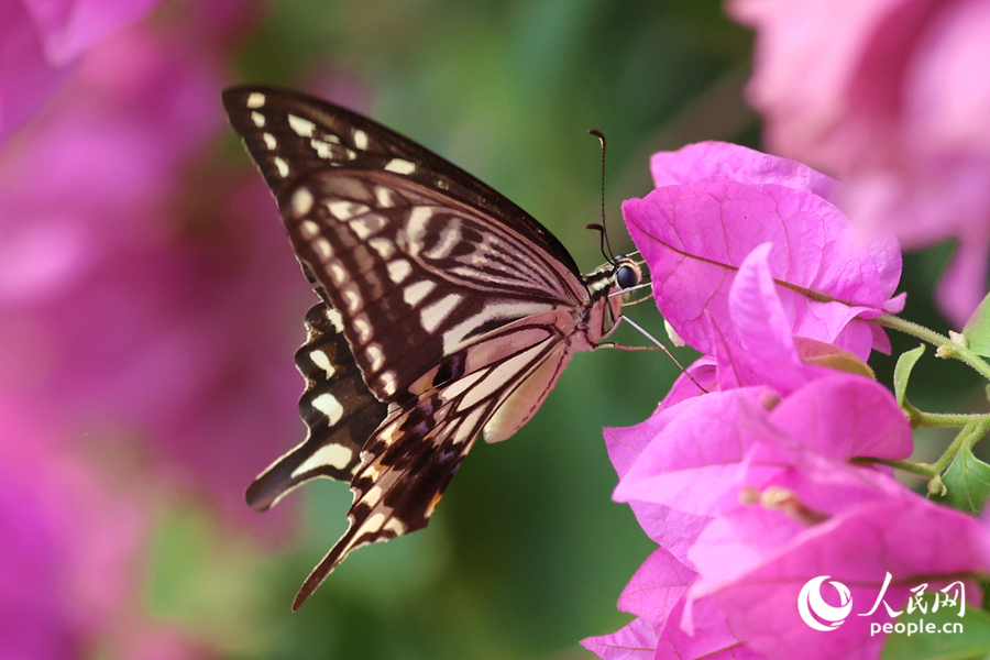 蝴蝶在三角梅枝頭吸食花蜜。人民網(wǎng)記者 陳博攝
