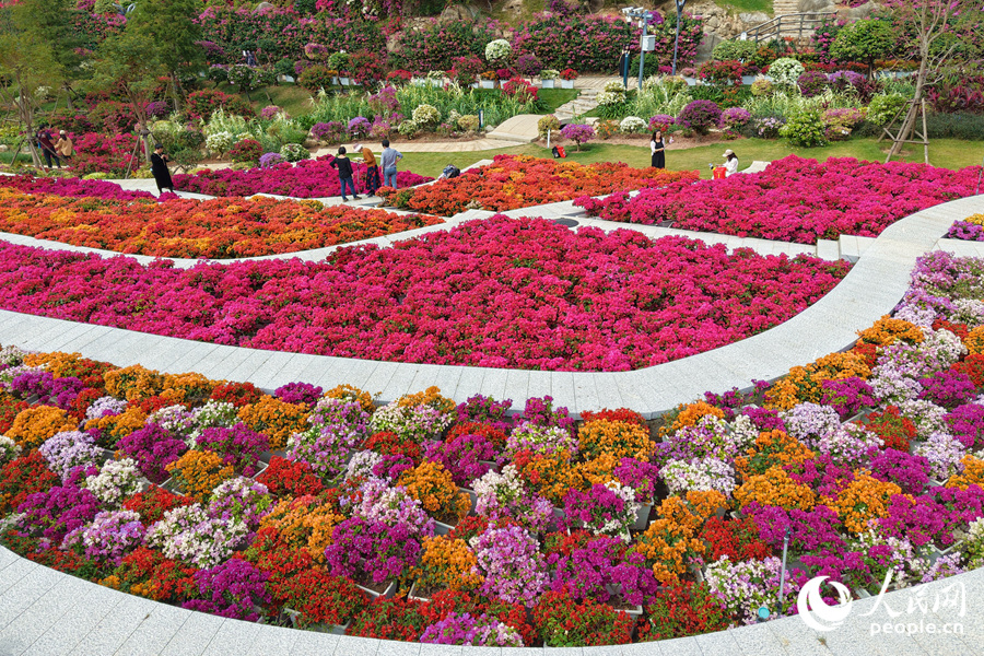 三角梅繁花似錦。人民網(wǎng)記者 陳博攝