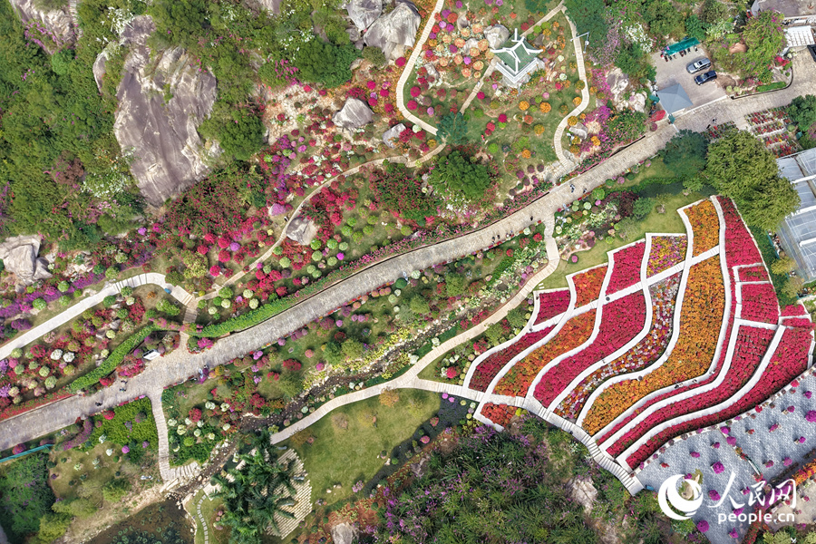 艷麗的三角梅為山谷鋪上“花毯”。人民網(wǎng)記者 陳博攝