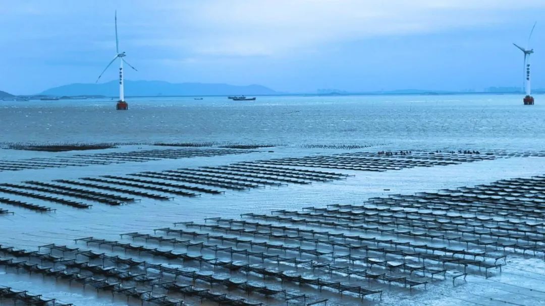 連片的紫菜養(yǎng)殖網(wǎng)格。