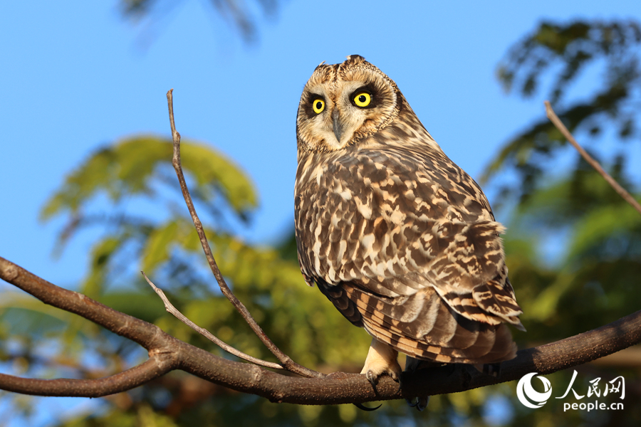 短耳鸮在廈門馬鑾灣現(xiàn)身。人民網(wǎng)記者 陳博攝