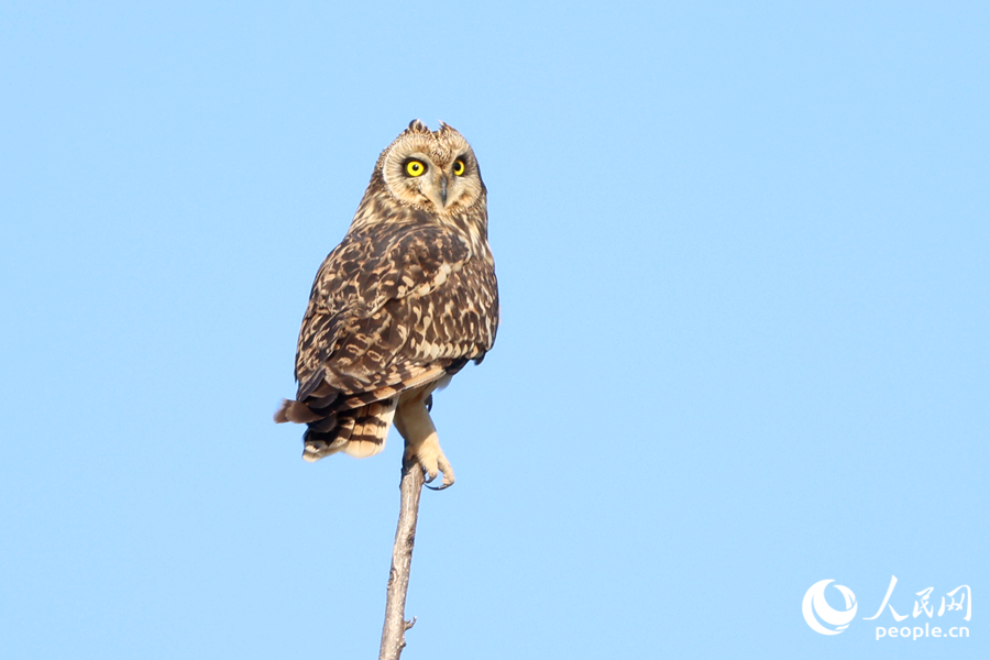 獨立樹頂?shù)亩潭^眺望遠(yuǎn)方。人民網(wǎng)記者 陳博攝