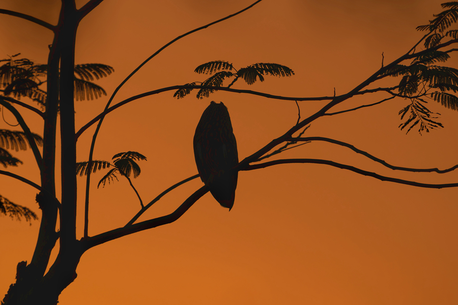 夕陽下的短耳鸮剪影。張?zhí)壹t攝