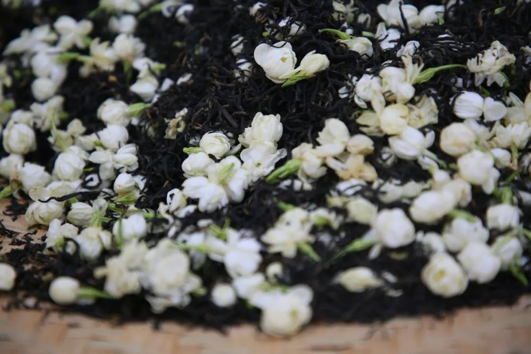 茉莉花茶。長樂區(qū)融媒體中心供圖