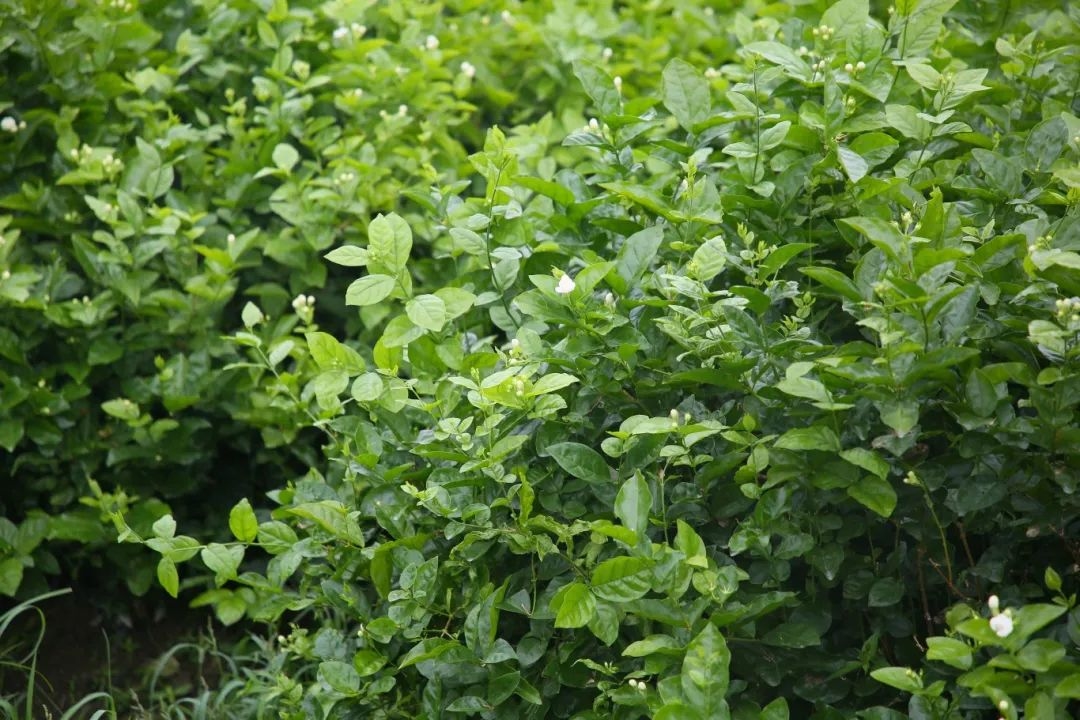 福州種出的單瓣茉莉花。長樂區(qū)融媒體中心供圖