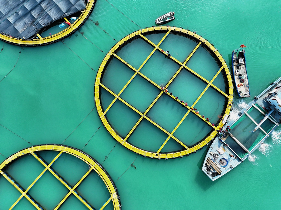 綠鰭馬面鲀養(yǎng)殖區(qū)域