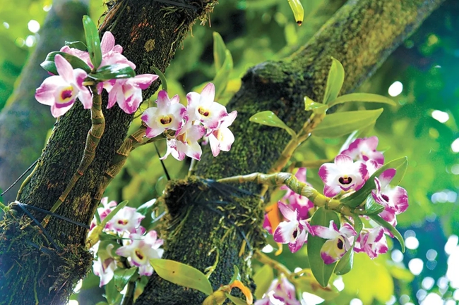 福建省泉州市洛江區(qū)林農(nóng)在龍眼樹上仿野生種植金釵石斛花。黃海攝