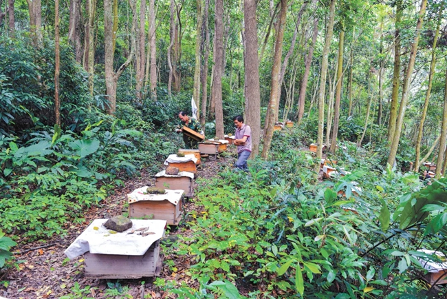 福建省福清市東張鎮(zhèn)林農(nóng)在林下養(yǎng)蜂。黃海攝