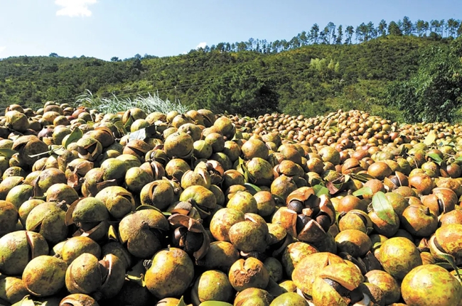 福建省閩侯桐口國有林場油茶豐收。黃海攝
