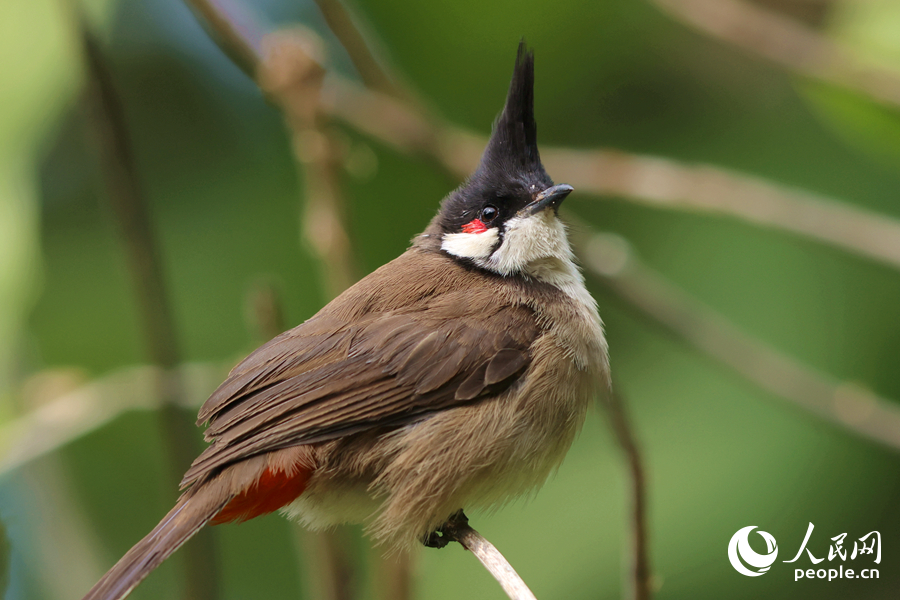 羽冠獨(dú)特的紅耳鵯在枝頭遠(yuǎn)眺。人民網(wǎng)記者 陳博攝