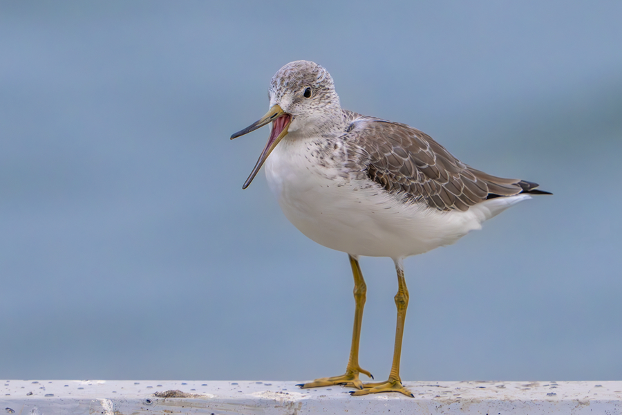 小青腳鷸在廈門七星礁海岸邊鳴叫。張?zhí)壹t攝
