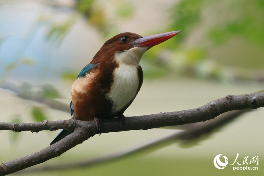 廈門湖里公園湖畔，白胸翡翠穩(wěn)坐枝頭。人民網(wǎng)記者 陳博攝