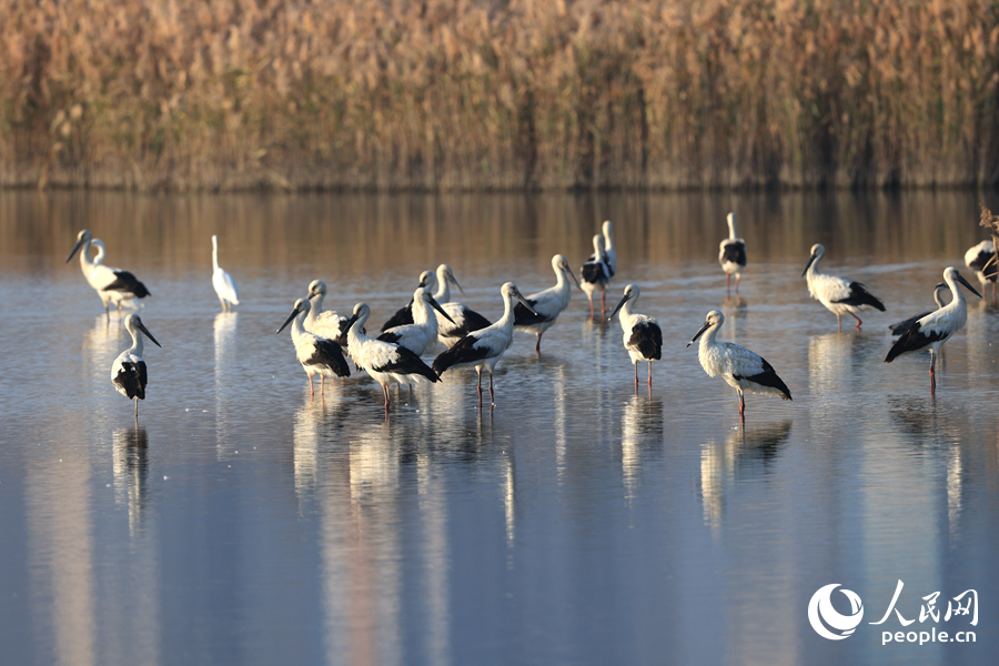 東方白鸛鳥群與水中倒影交映成畫。人民網(wǎng)記者 陳博攝